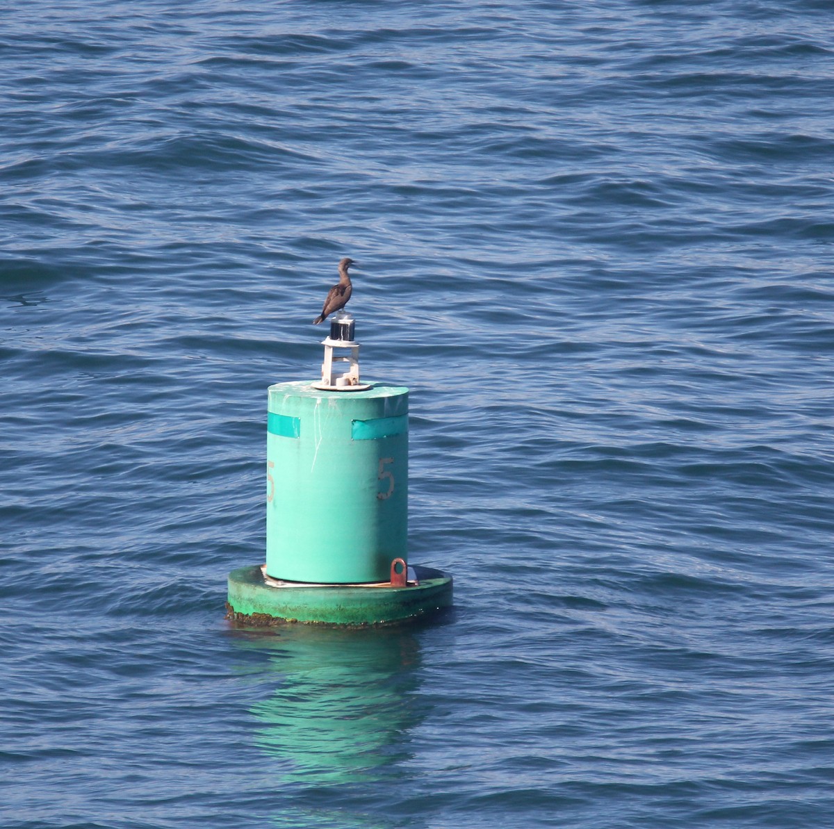 Brown Pelican - ML646533049