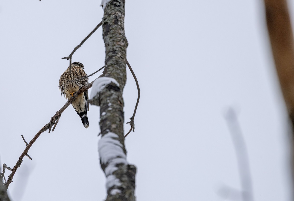 dvergfalk - ML646533050