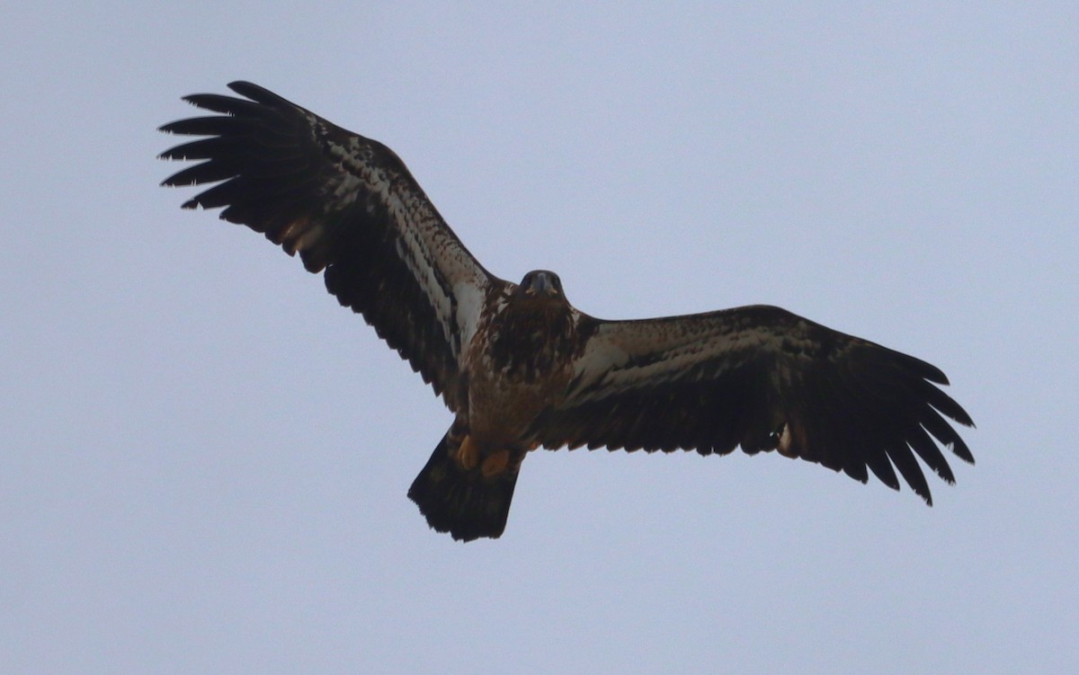 Bald Eagle - ML646533054