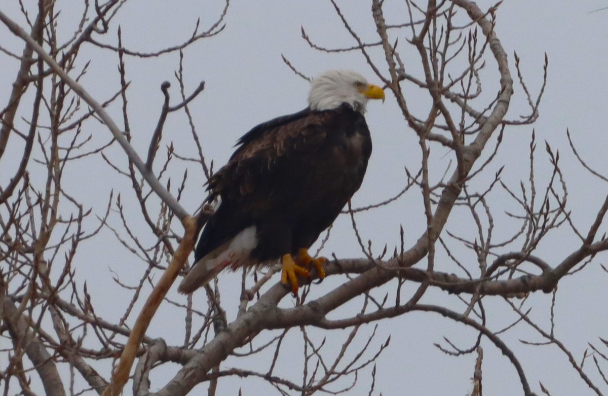 Bald Eagle - ML646533055