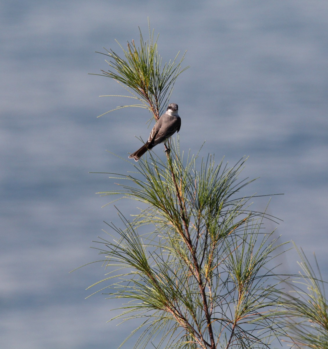 Gray Kingbird - ML646533056