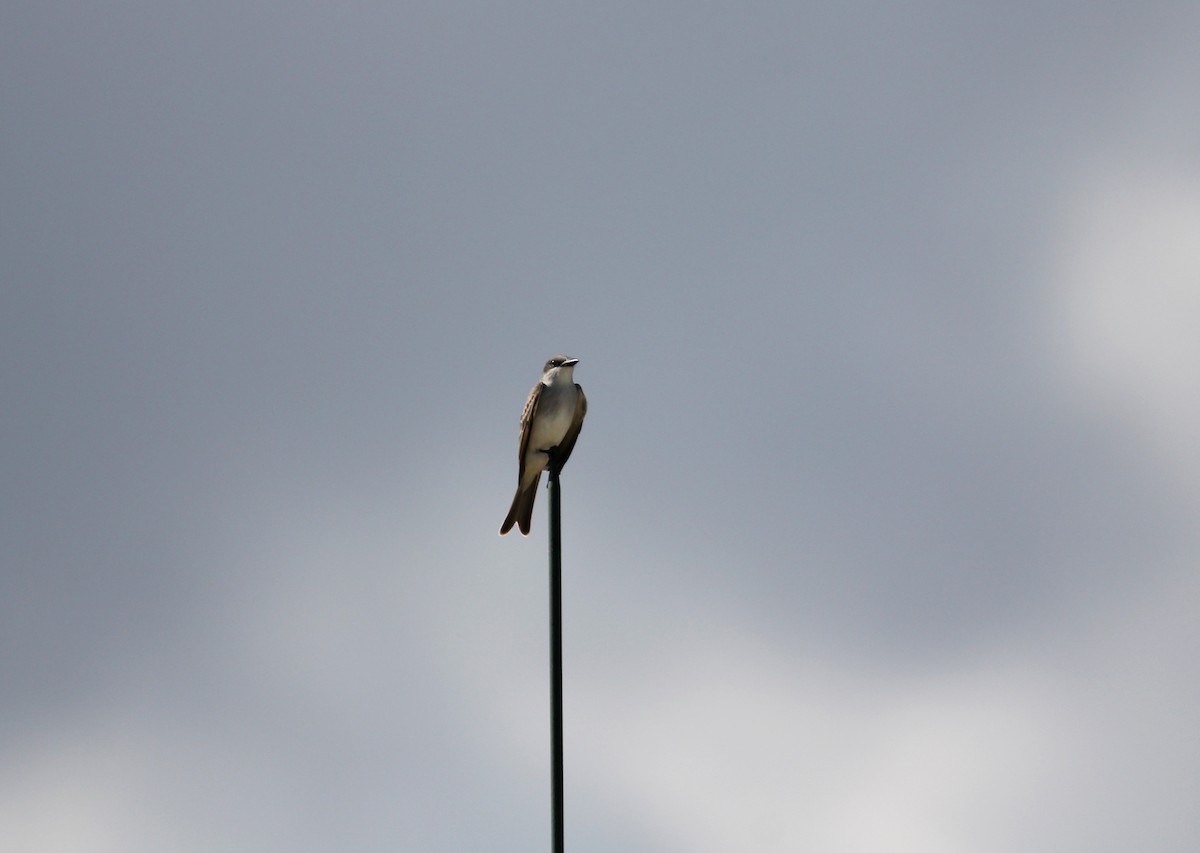 Gray Kingbird - ML646533057
