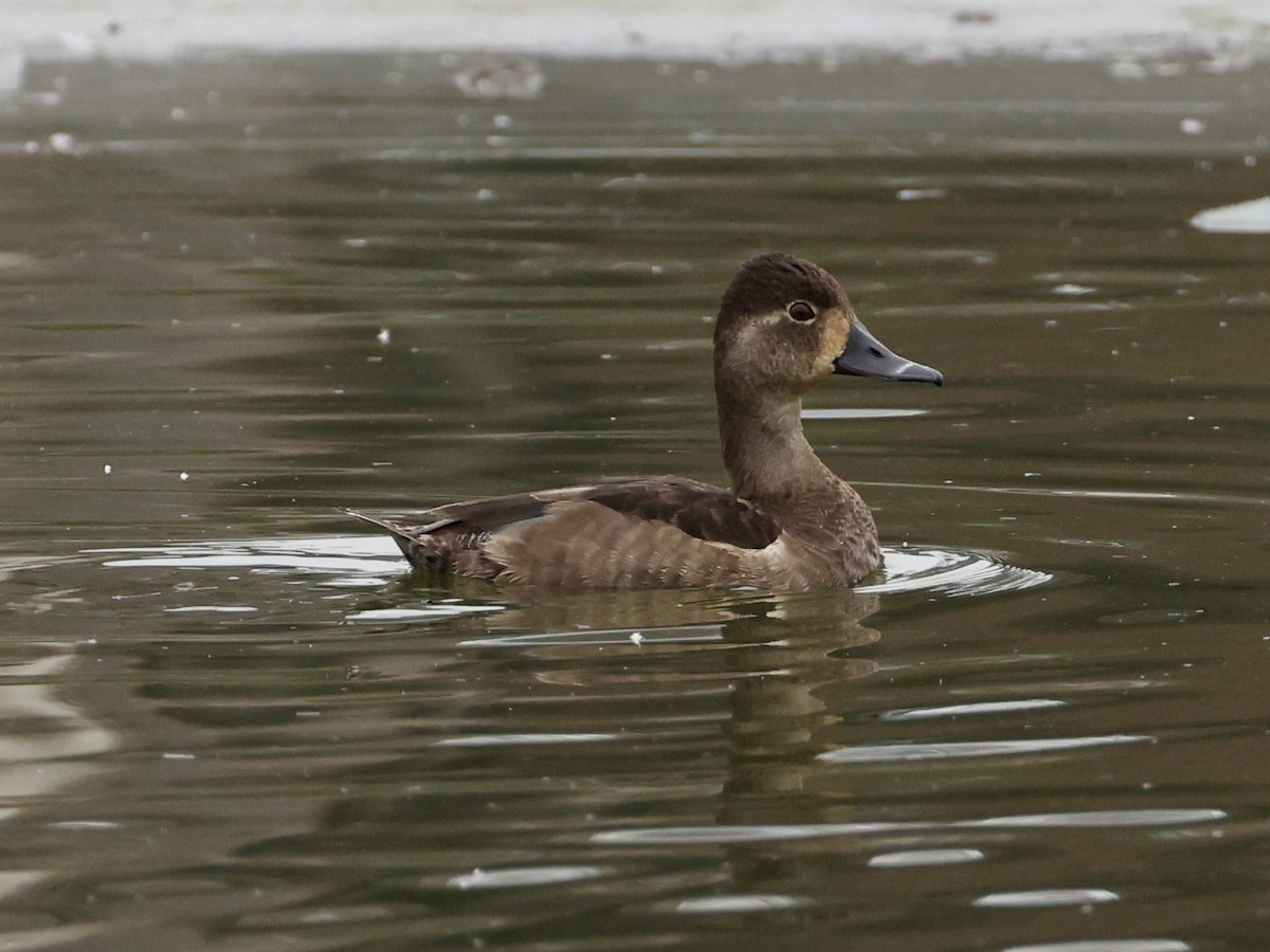 צולל צווארון - ML646533060
