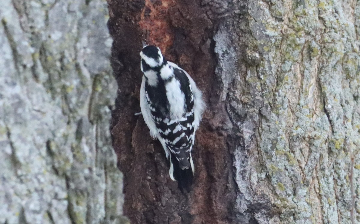 Downy Woodpecker - ML646533062