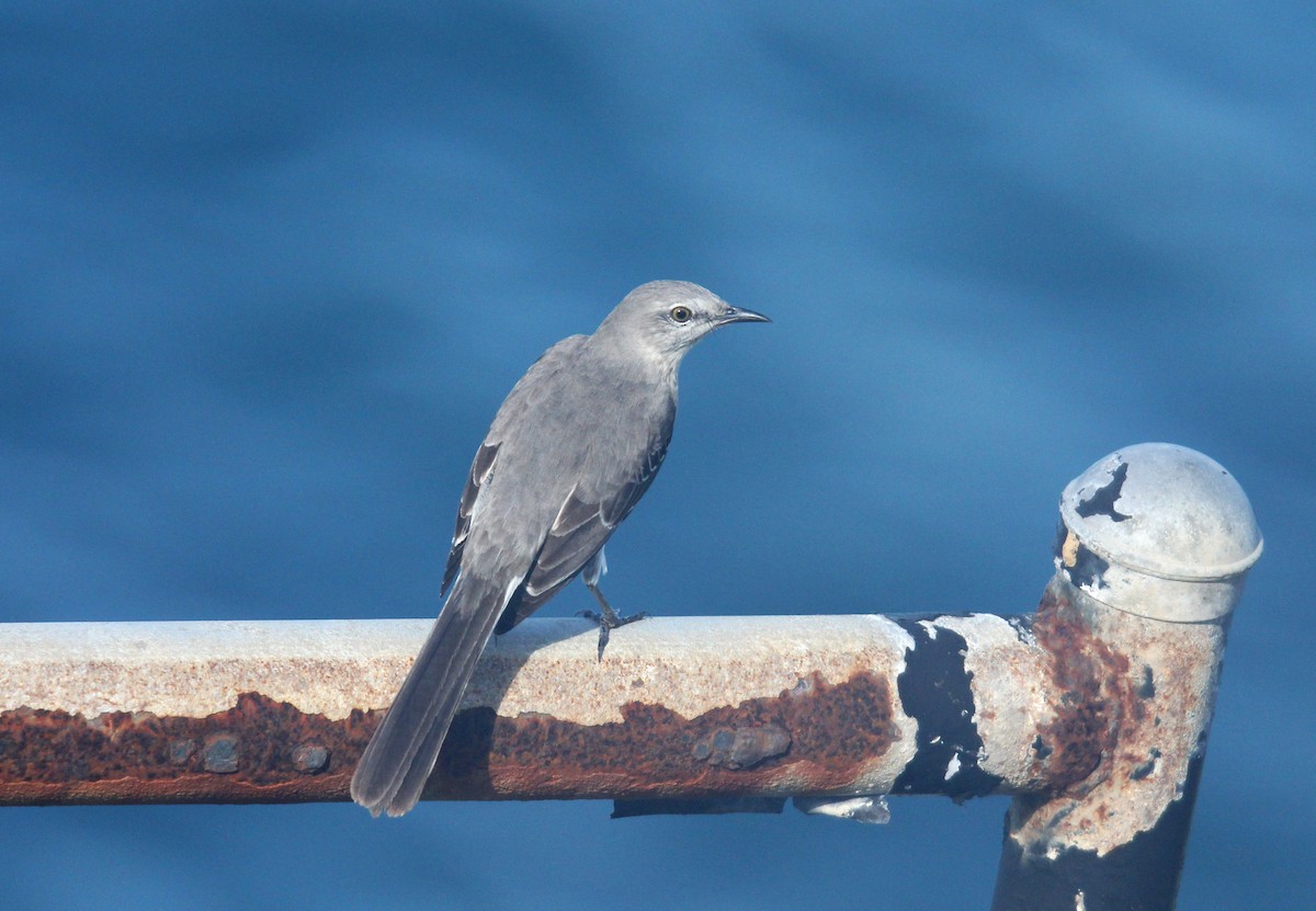 Northern Mockingbird - ML646533069