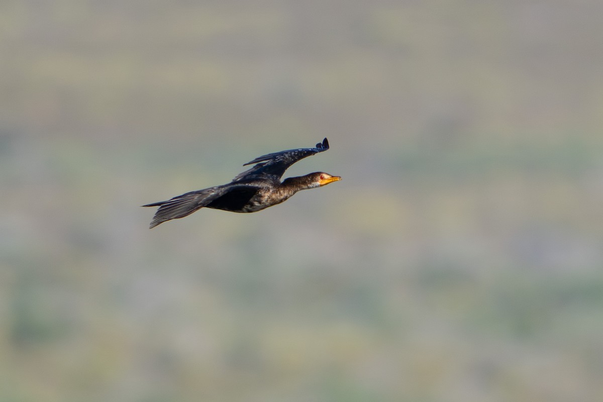 langstjertskarv - ML646533073