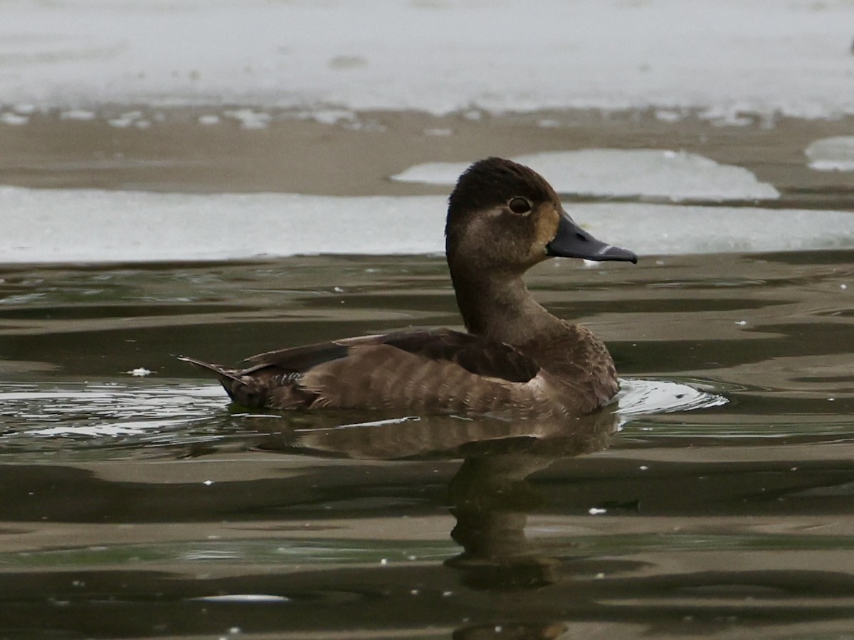 צולל צווארון - ML646533080