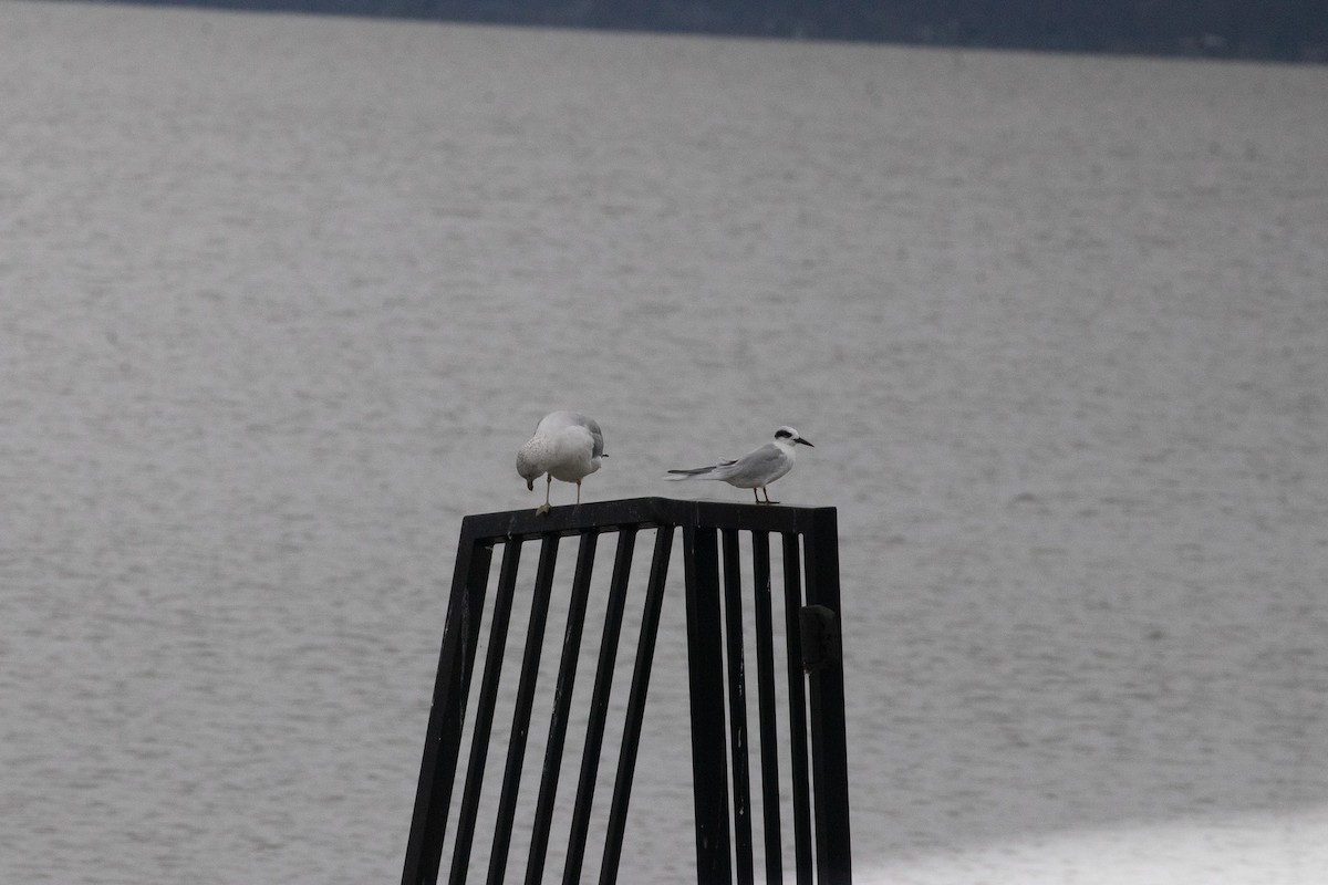 Forster's Tern - ML646533081