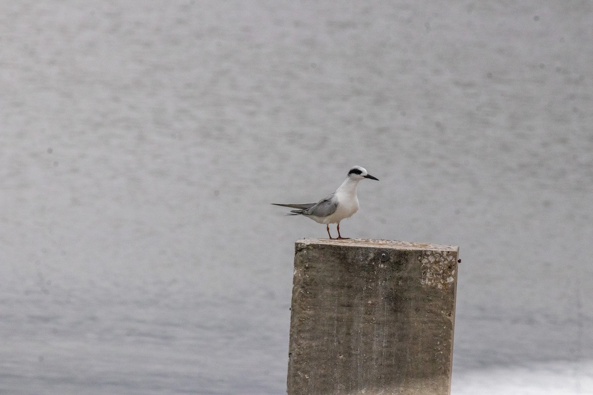 Forster's Tern - ML646533082