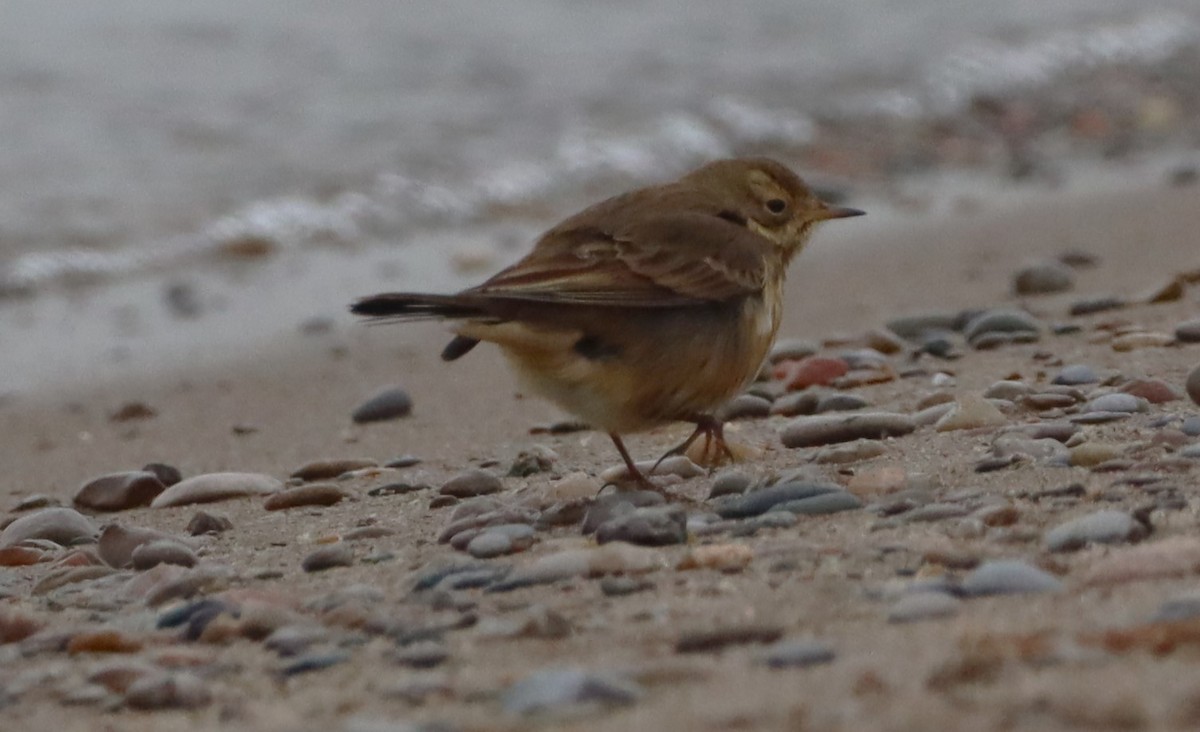 American Pipit - ML646533083