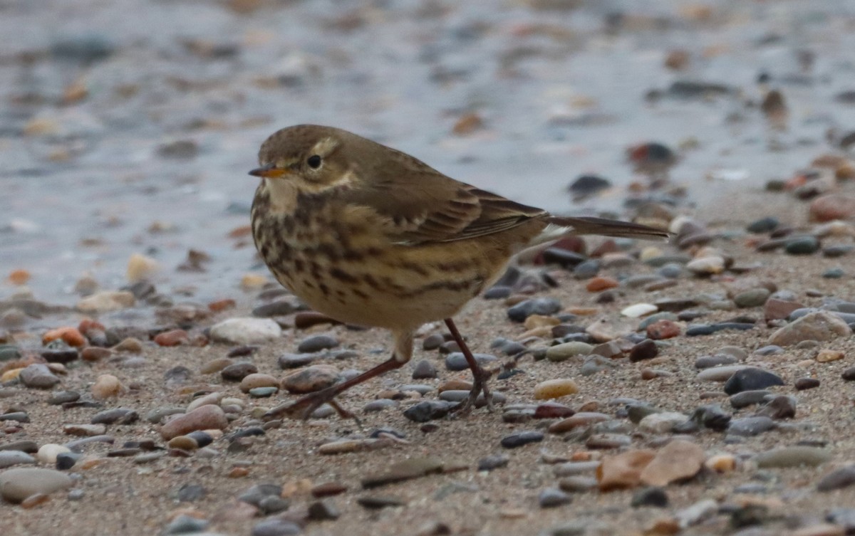 American Pipit - ML646533084