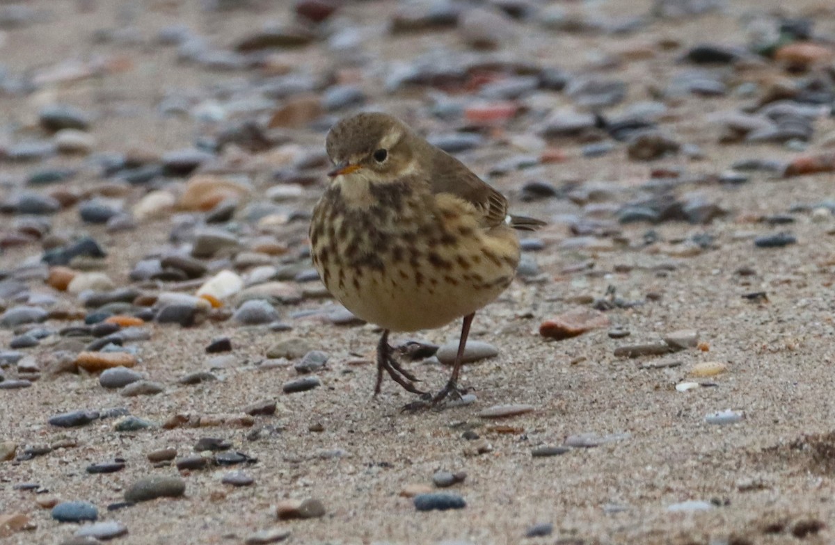 American Pipit - ML646533085