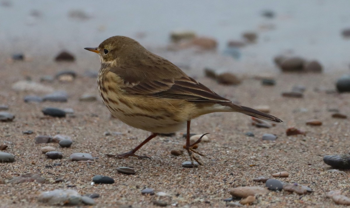 American Pipit - ML646533086