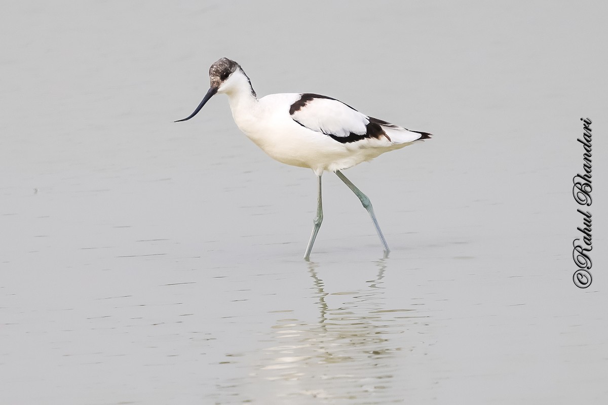 Pied Avocet - ML646533090