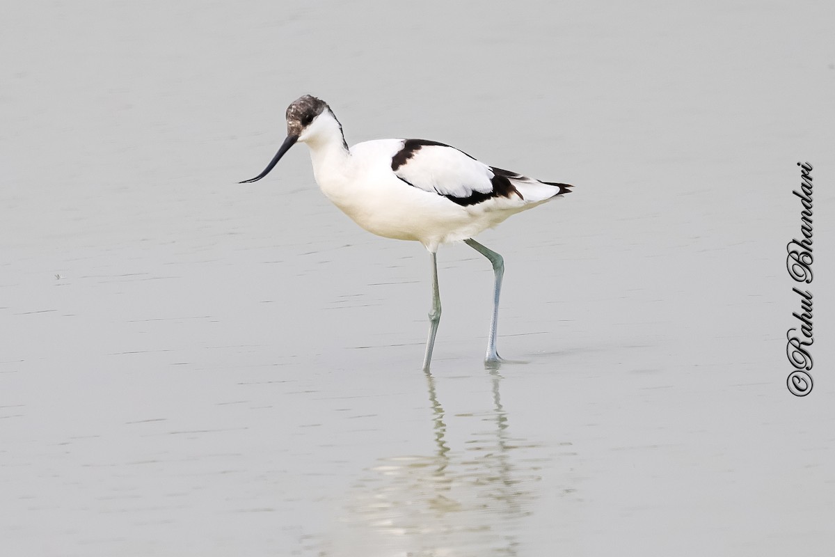 Pied Avocet - ML646533091