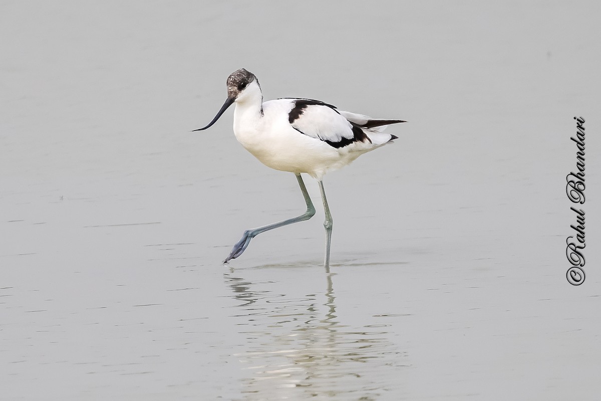 Pied Avocet - ML646533093