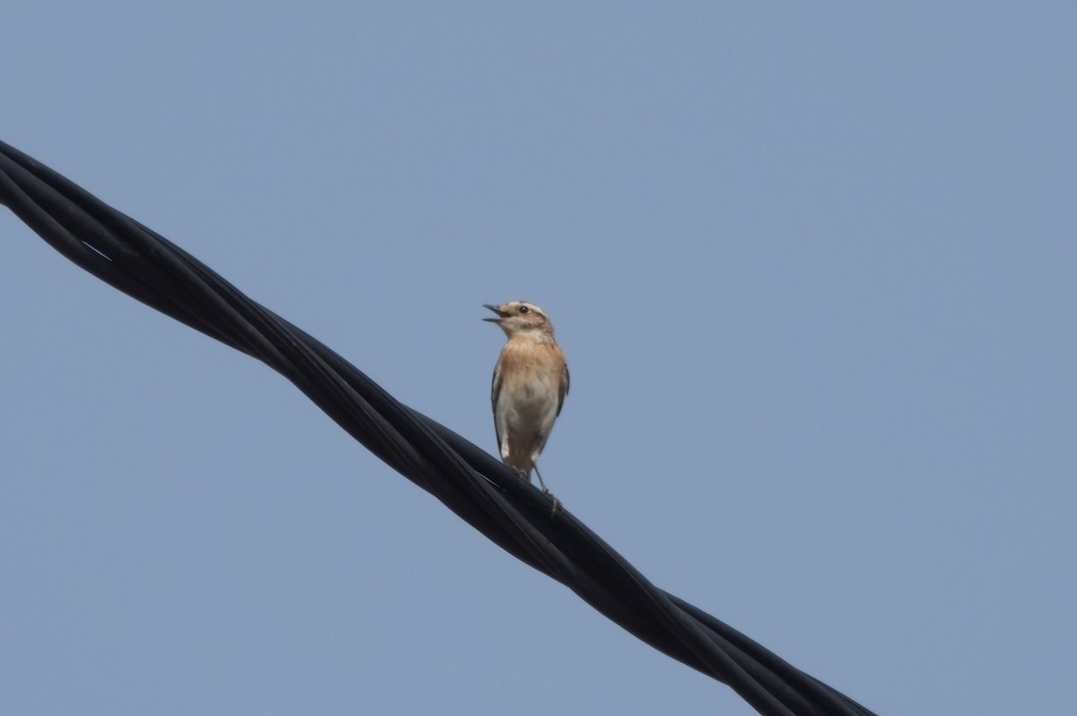 Whinchat - ML646533095