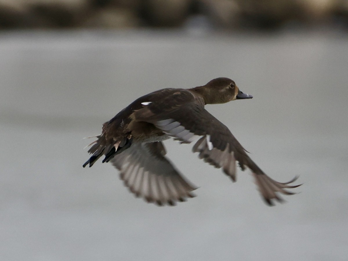צולל צווארון - ML646533096