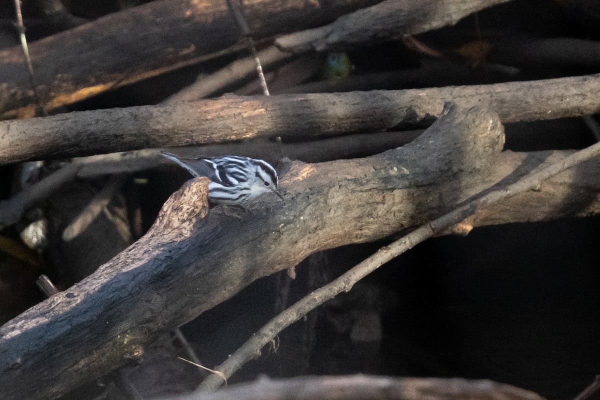 Black-and-white Warbler - ML646533100
