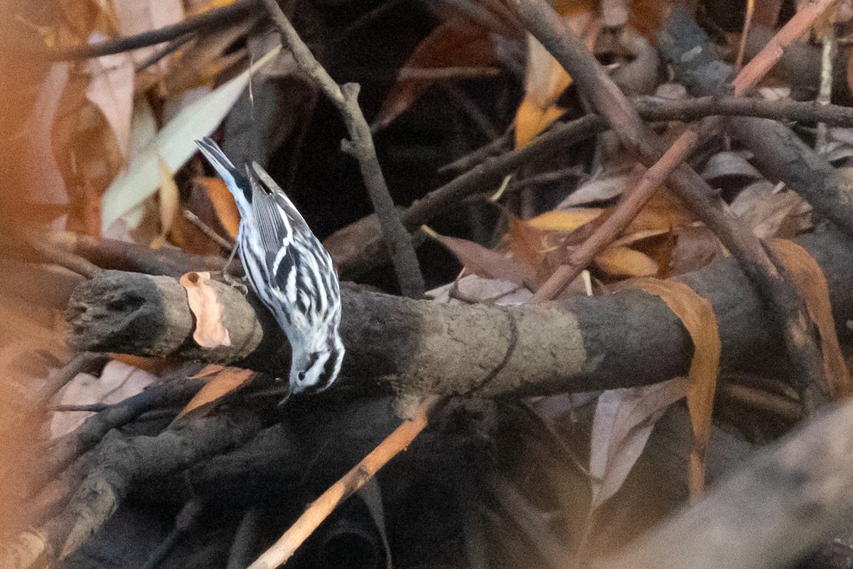 Black-and-white Warbler - ML646533101