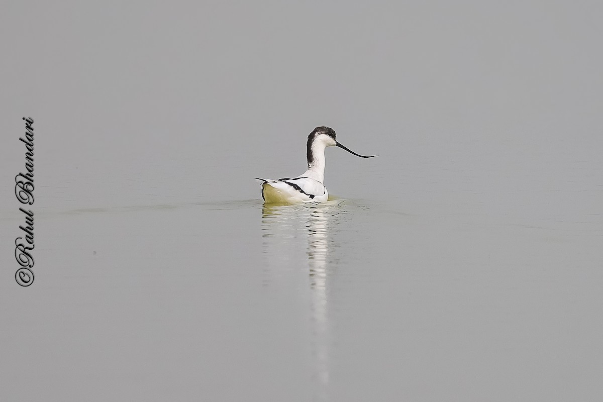 Pied Avocet - ML646533104