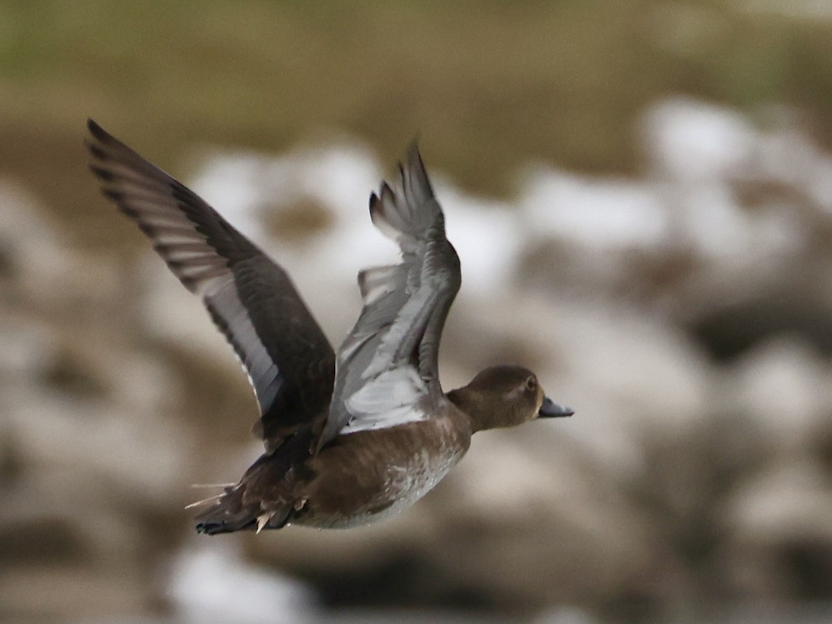צולל צווארון - ML646533106