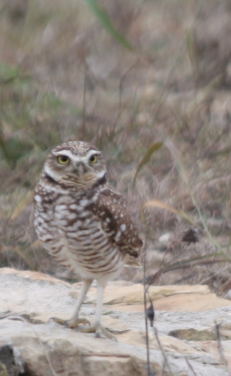 Mochuelo de Madriguera - ML646533109