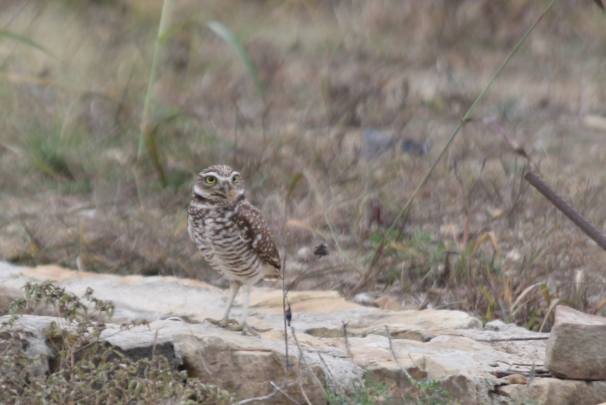 Mochuelo de Madriguera - ML646533110
