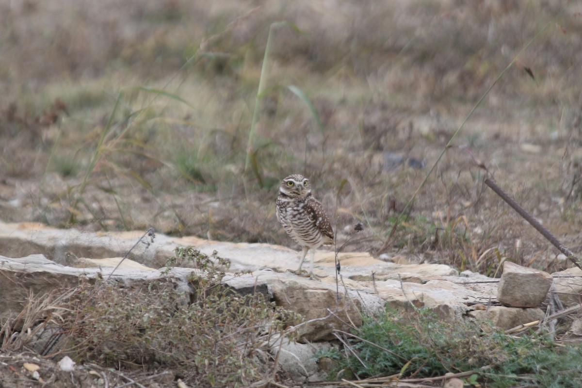 Mochuelo de Madriguera - ML646533111