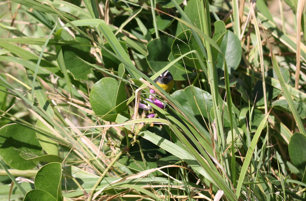 Bananaquit - ML646533123