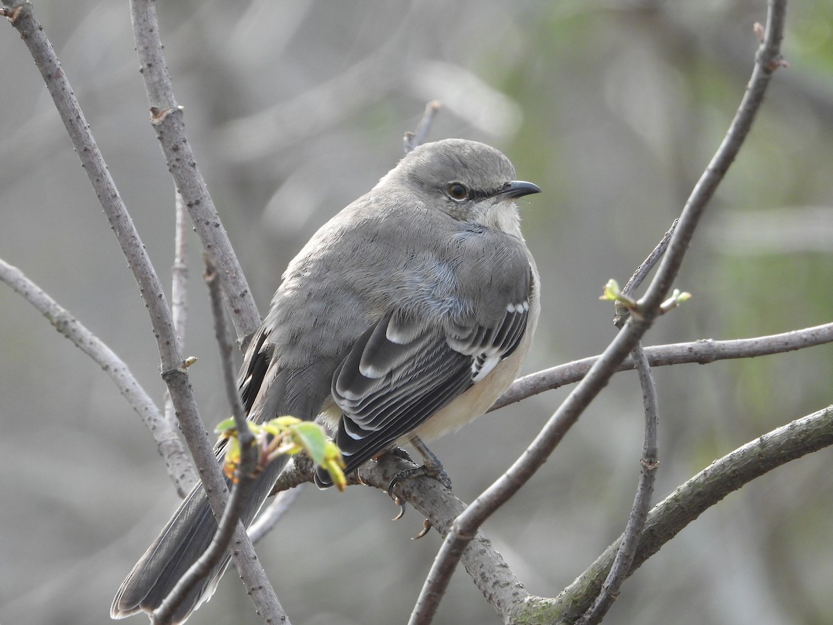 Northern Mockingbird - ML646533124