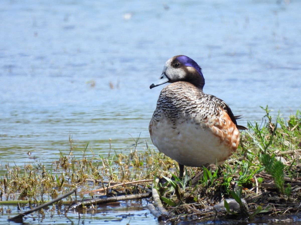 Chiloe Wigeon - ML646533125