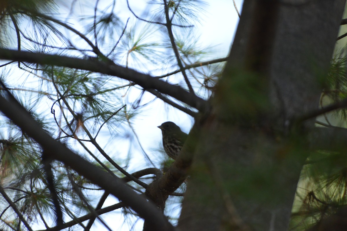 revespurv - ML646533128