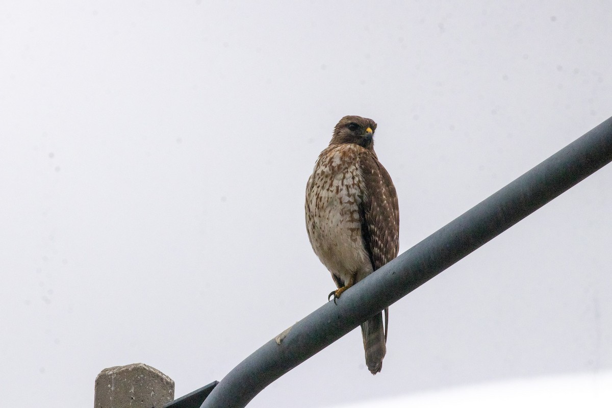 Red-shouldered Hawk - ML646533130