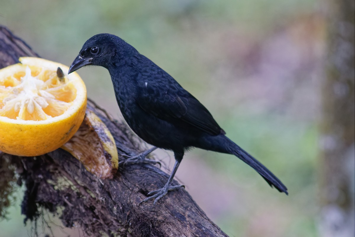 White-lined Tanager - ML646533131