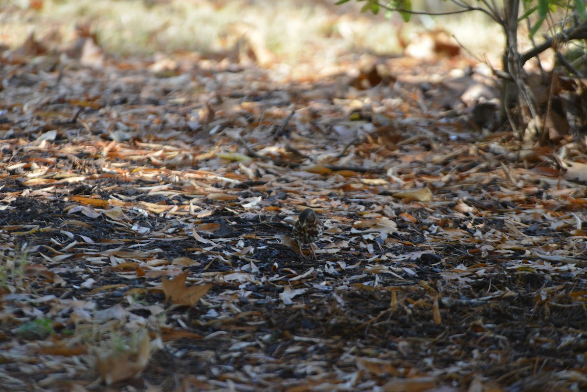 revespurv - ML646533132