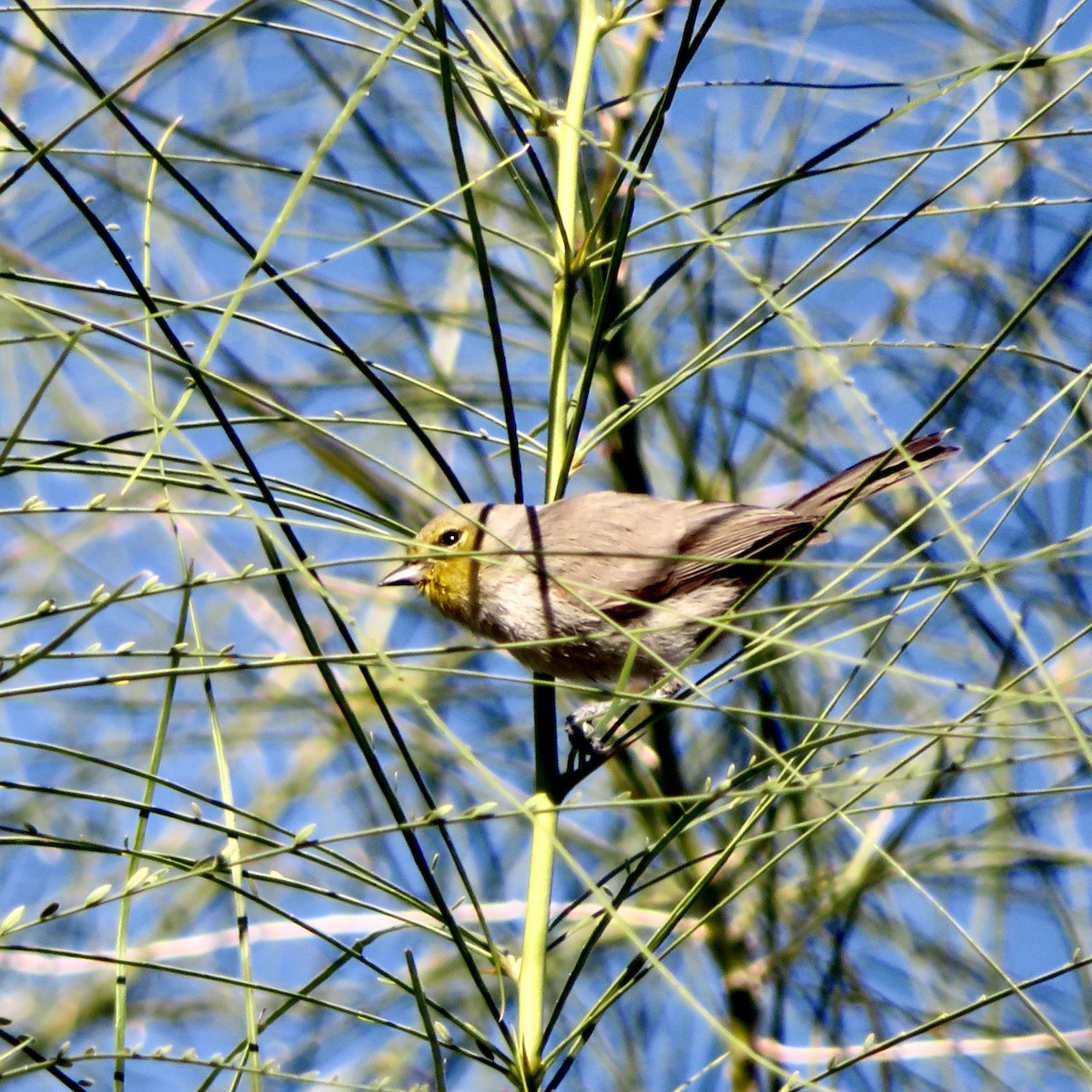 Verdin - ML646533140