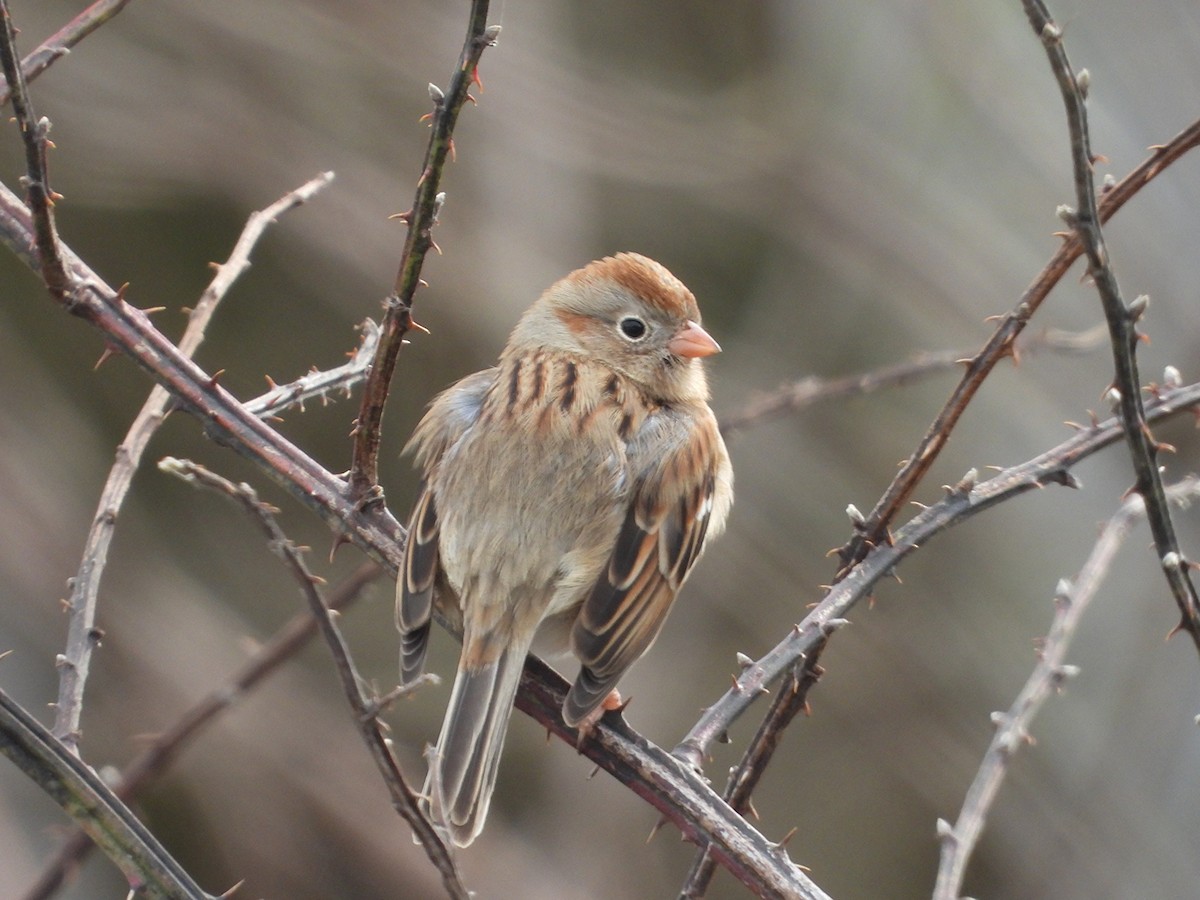 Field Sparrow - ML646533143
