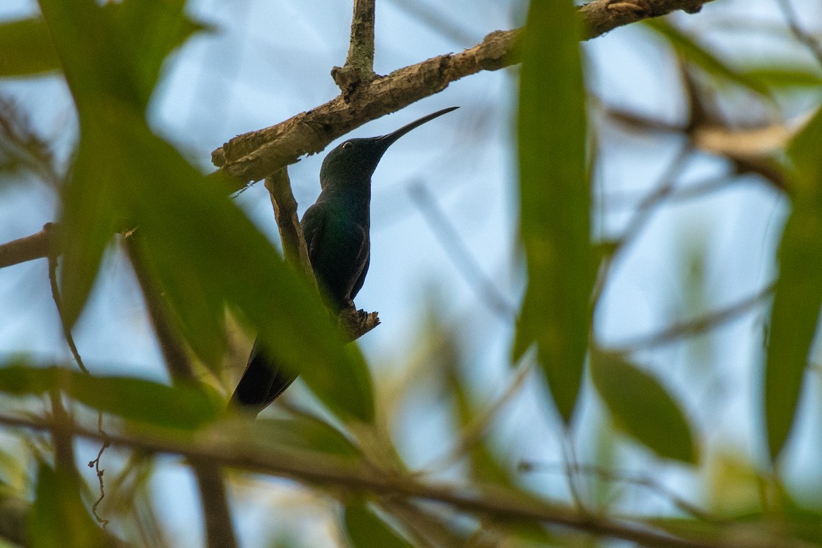 Veraguan Mango - ML646533147