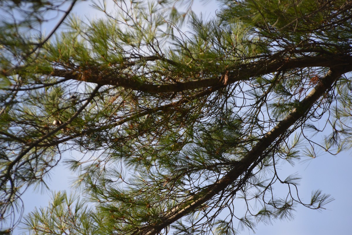 furuparula - ML646533148