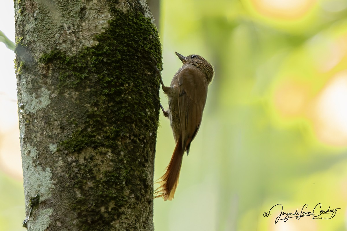 Wedge-billed Woodcreeper - ML646533150