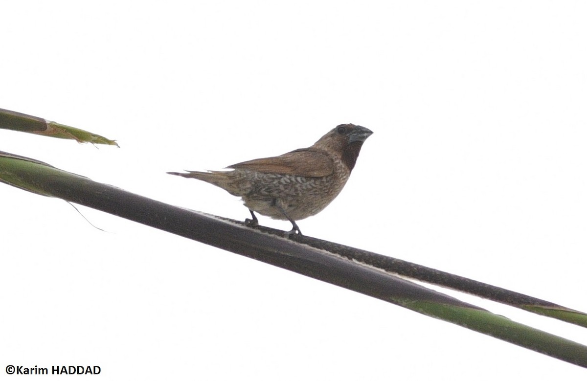 Capuchino Punteado - ML646533151