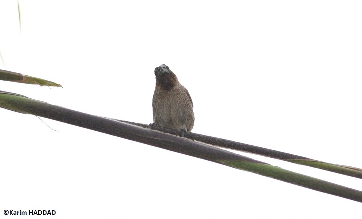 Capuchino Punteado - ML646533152