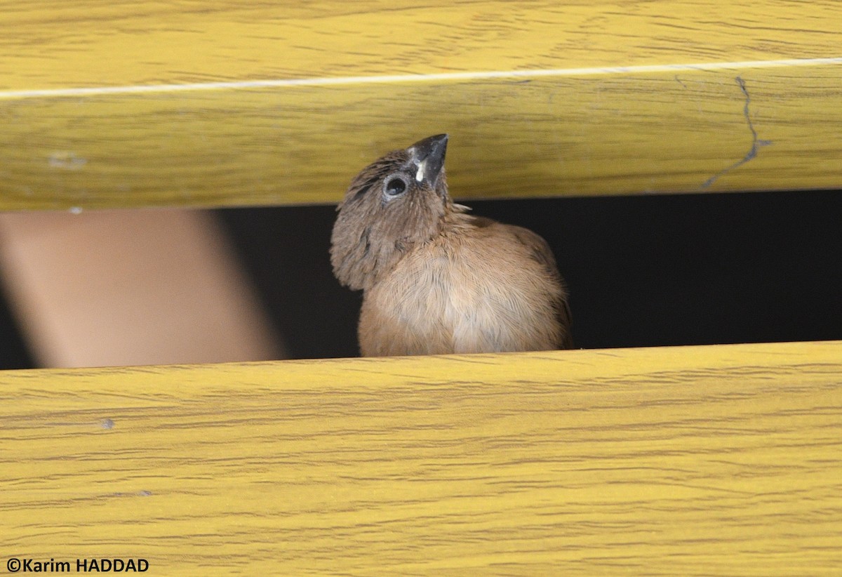 Capuchino Punteado - ML646533153