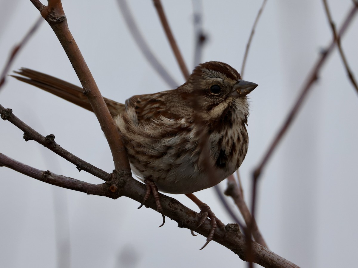 גיבתונית רוננת - ML646533154
