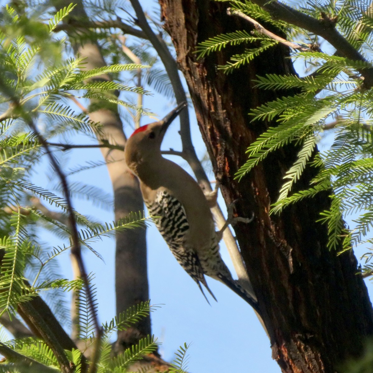 Gila Woodpecker - ML646533157