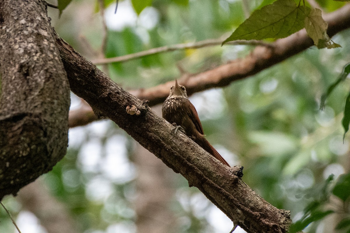 Straight-billed Woodcreeper - ML646533158