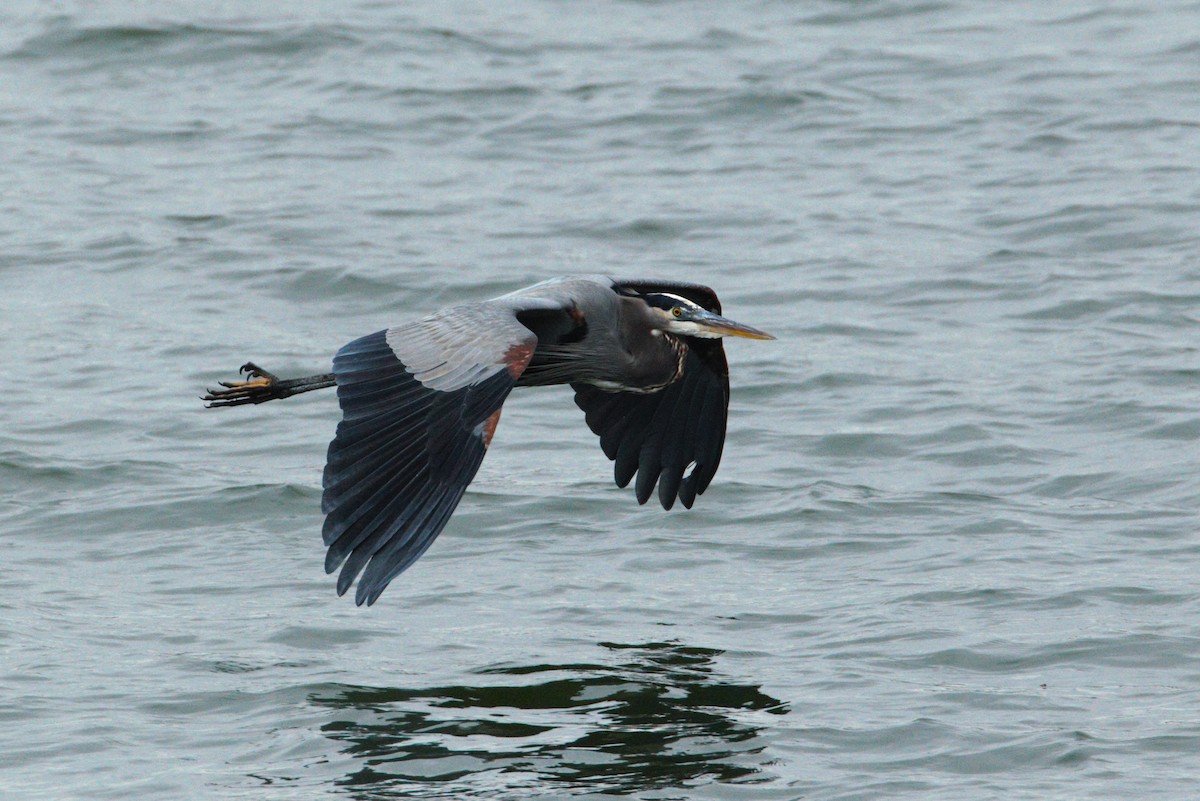 Great Blue Heron (Great Blue) - ML646533160