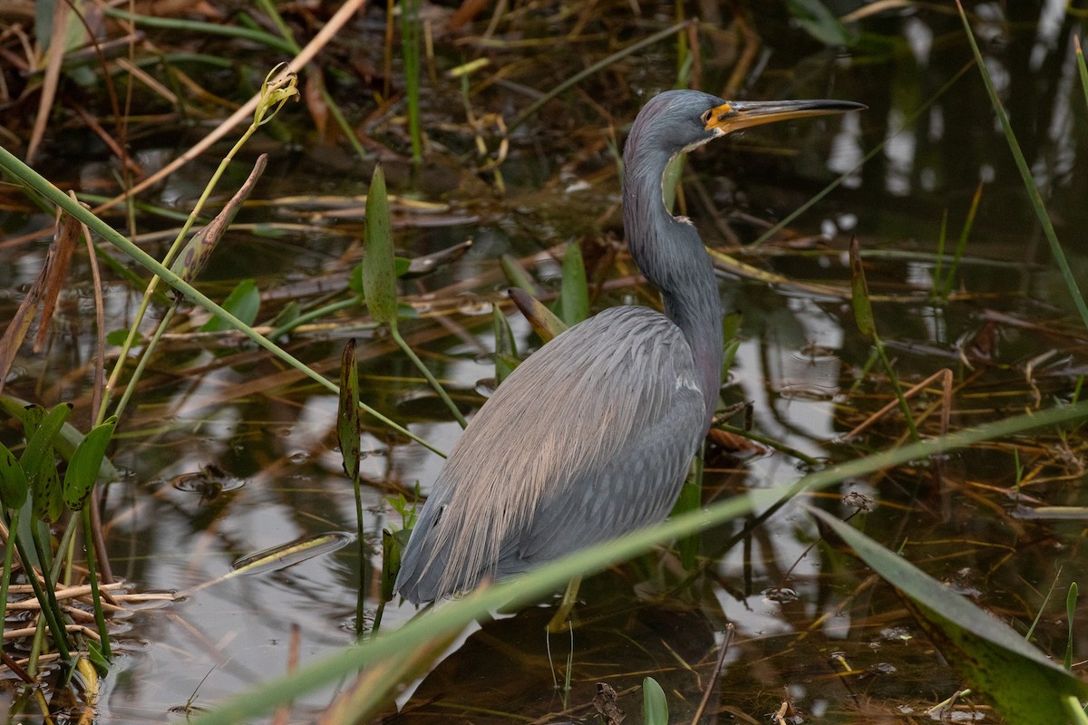 Tricolored Heron - ML646533164