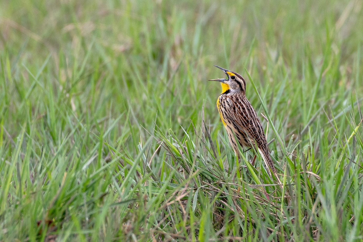 Eastern Meadowlark - ML646533165